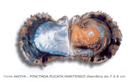 Ostrica perlifera del Giappone - perle akoya - perle autentiche - vere perle dell'oceano - perle d'ostrica